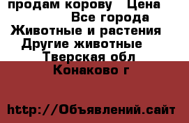 продам корову › Цена ­ 70 000 - Все города Животные и растения » Другие животные   . Тверская обл.,Конаково г.